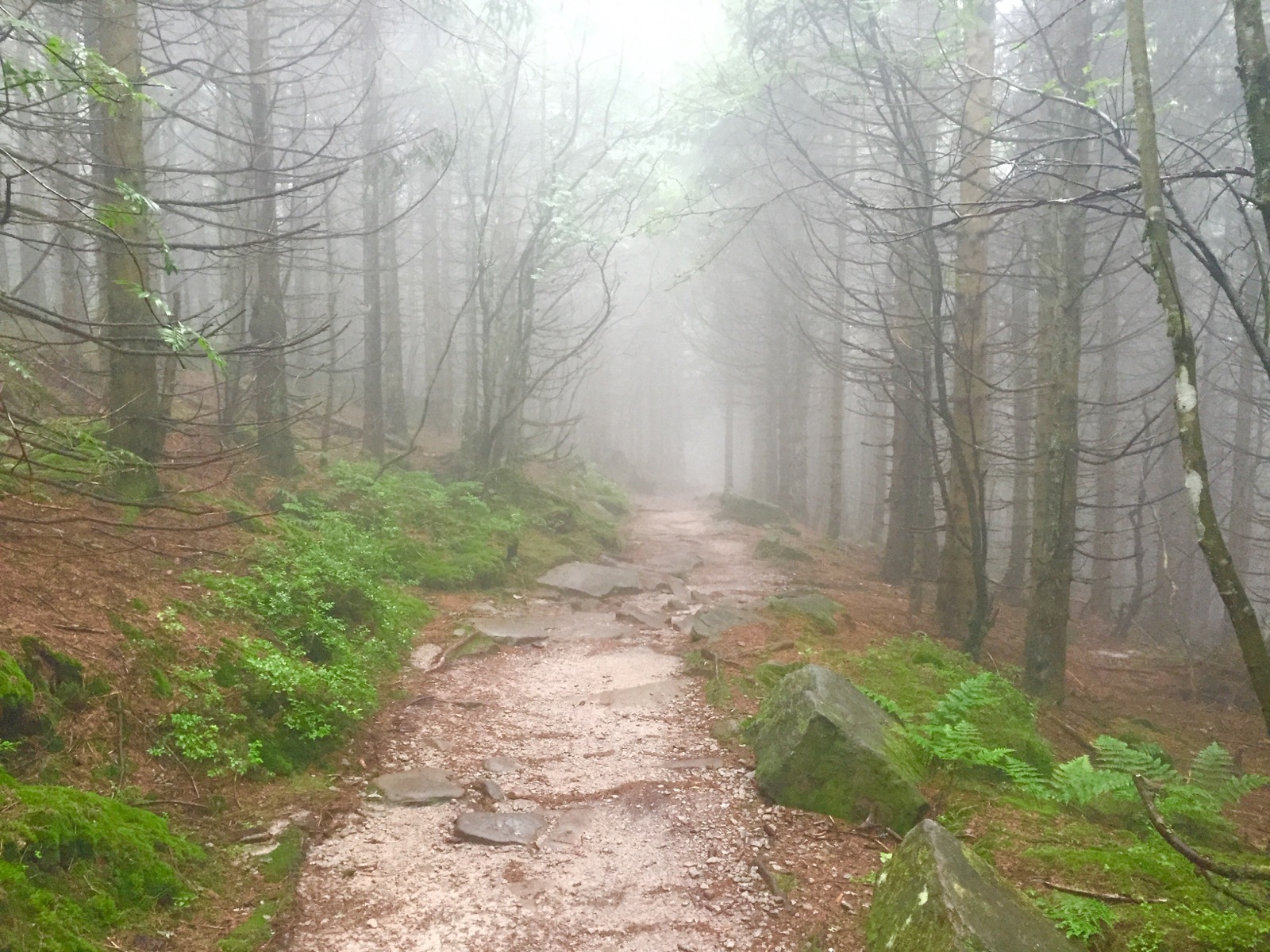 westweg trail black forest